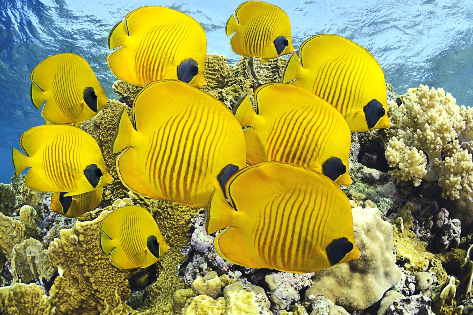 Roxon Red Sea - Adults Only Hotel Eilat